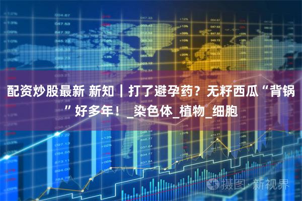 配资炒股最新 新知｜打了避孕药？无籽西瓜“背锅”好多年！_染色体_植物_细胞